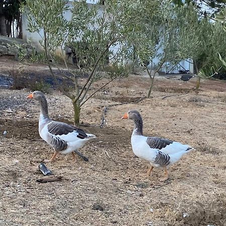 La Casa De Las Higueras Dar Karmus Tétouan Luaran gambar