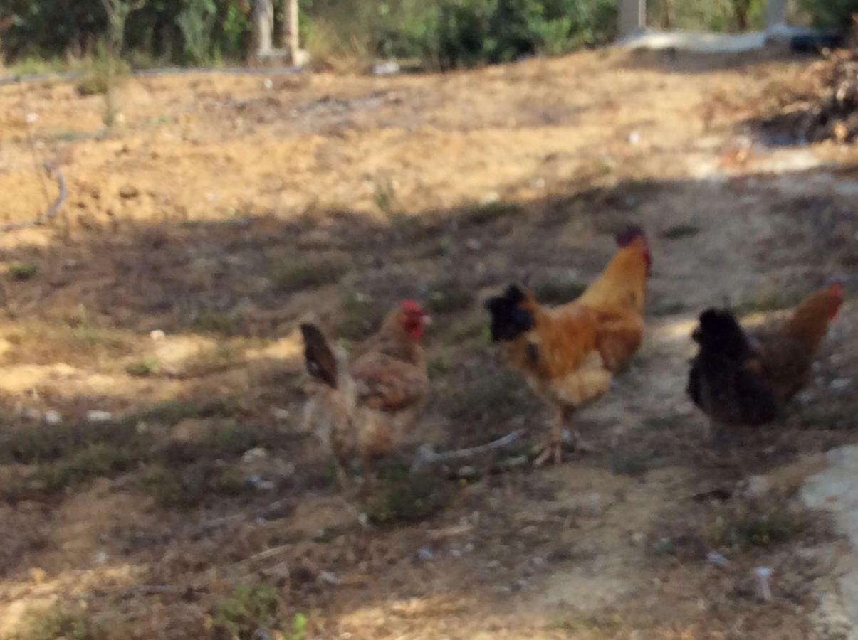 La Casa De Las Higueras Dar Karmus Tétouan Luaran gambar