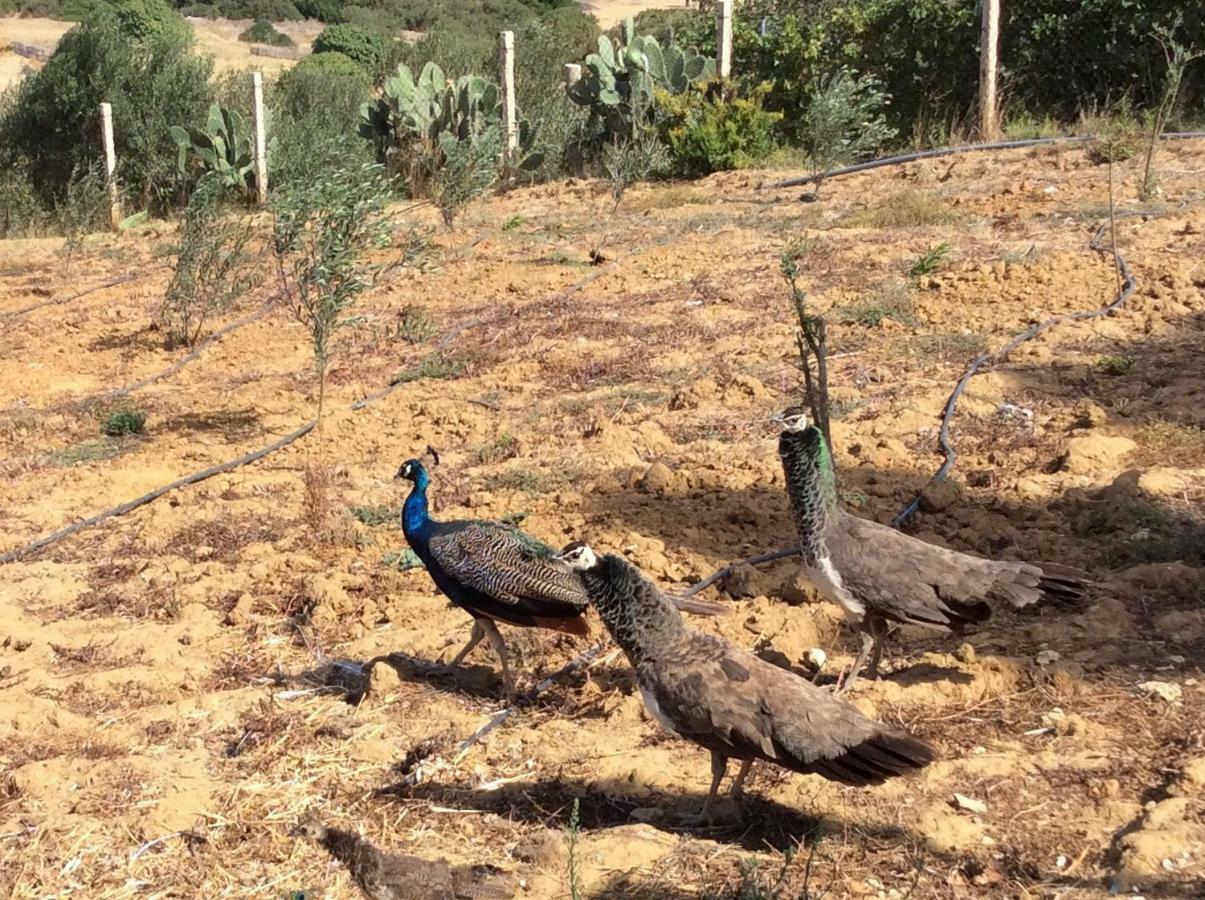 La Casa De Las Higueras Dar Karmus Tétouan Luaran gambar